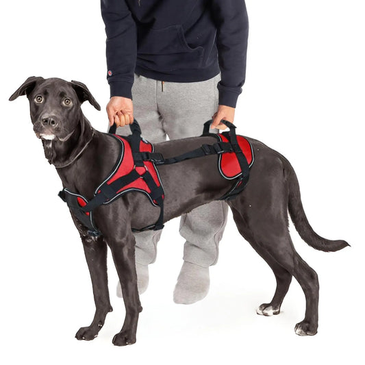 Hundegeschirr